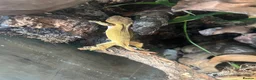 Gecko reptiles for sale: Two male Crested geckos in Boston - Advert 8
