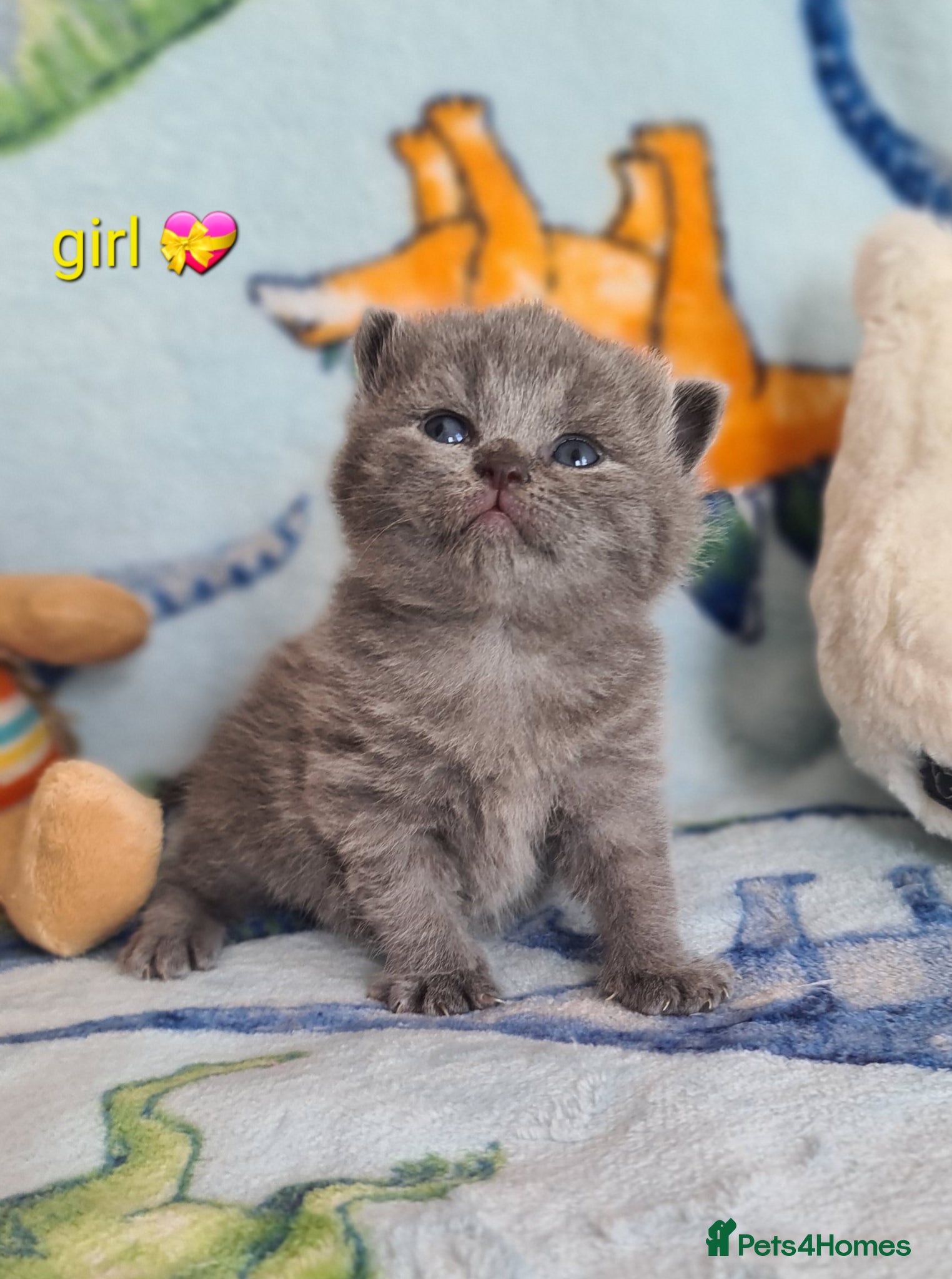 British Shorthair cats British ShortHair Princess 💝GCCF  - Advert 2