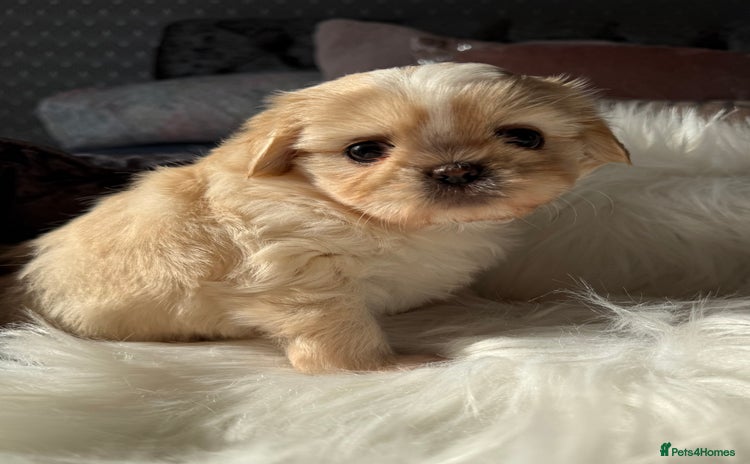 Shih Tzu dogs - Advert 10