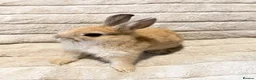 Mixed Breed rabbits for sale: Dwarf Rabbits 🐇🐰 - Advert 4