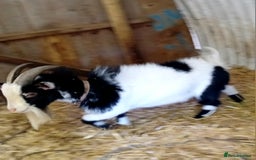 Goats livestock for sale: Boer goat x nannies and pygmy Billy  - Image 6
