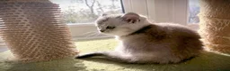 British Shorthair cats for sale: GCCF BSH silver tabby and silver chinchilla girls - Advert 6