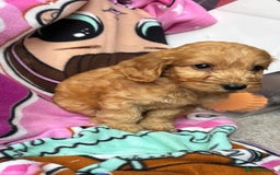 Cockapoo dogs for sale: F1 Cockapoo puppies - Advert 2