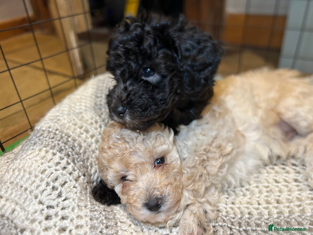 Toy Poodle dogs for sale: TOY POODLE PUPPIES 2 GIRLS 1 BOY LEFT - Image 17