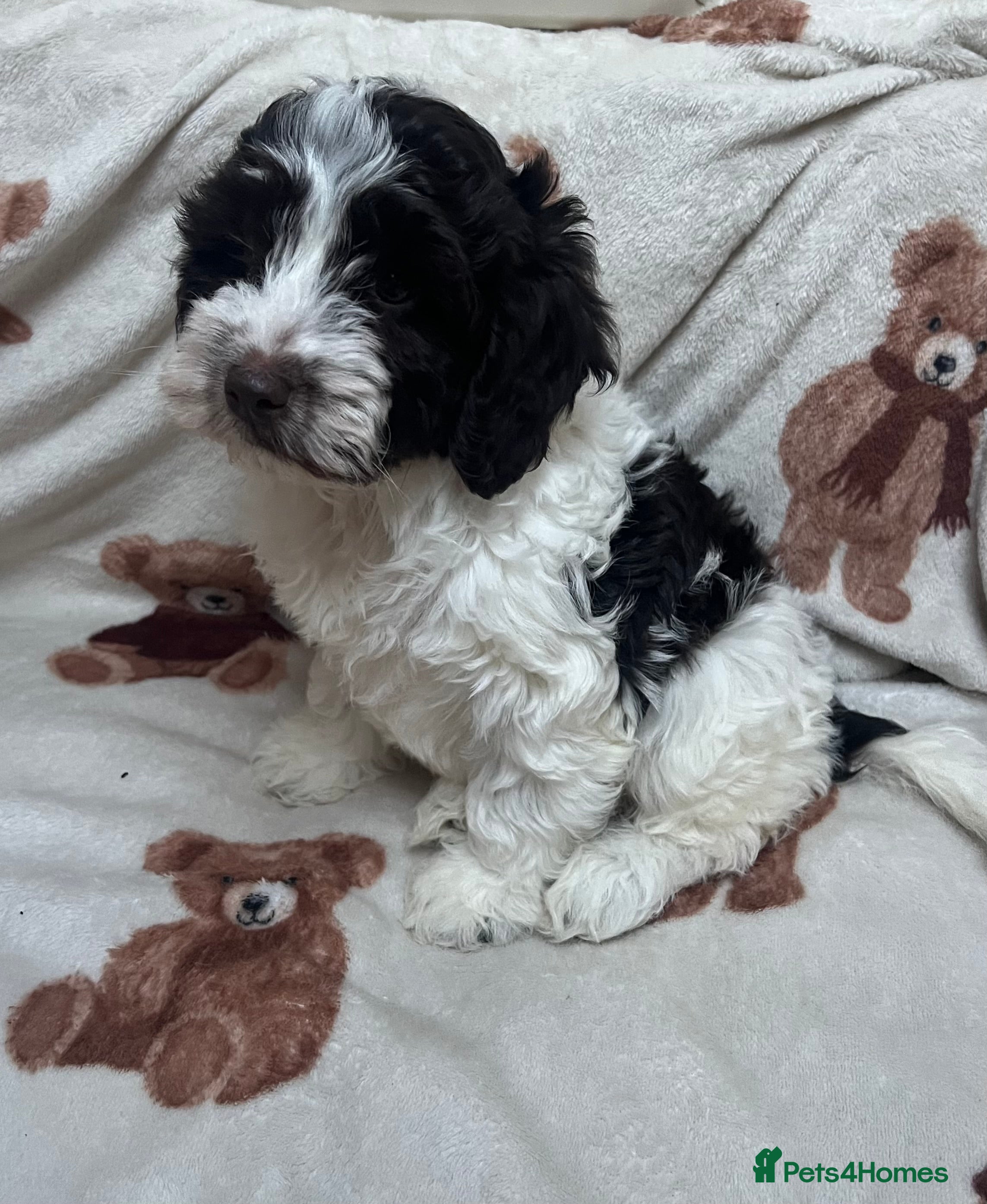 Cockapoo dogs Miniature F1 cockapoo puppies  - Advert 10