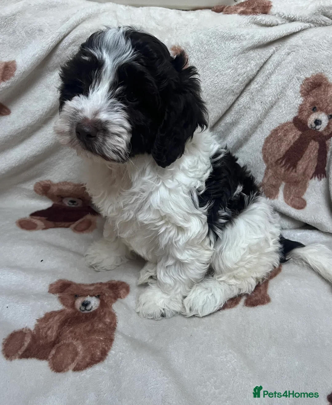 Cockapoo dogs for sale: Miniature F1 cockapoo puppies  - Advert 1