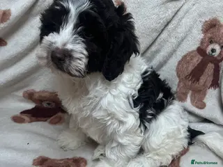 Cockapoo dogs Miniature F1 cockapoo puppies - Advert 4