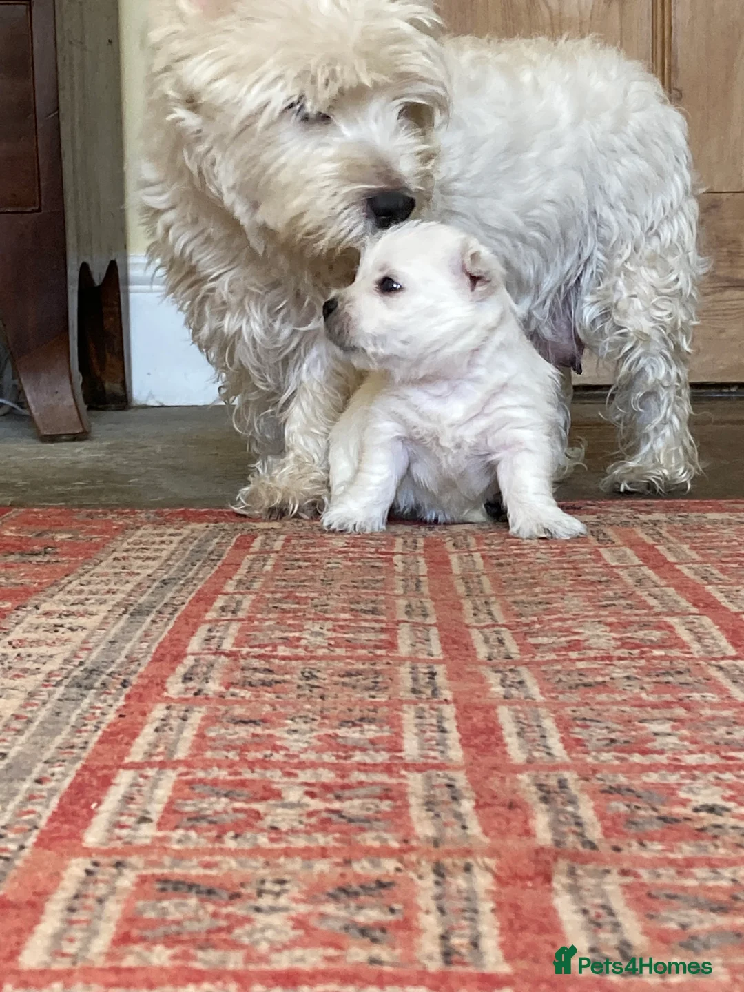 West Highland Terrier dogs for sale: Beautifully bred West Highland Terriers - Advert 10