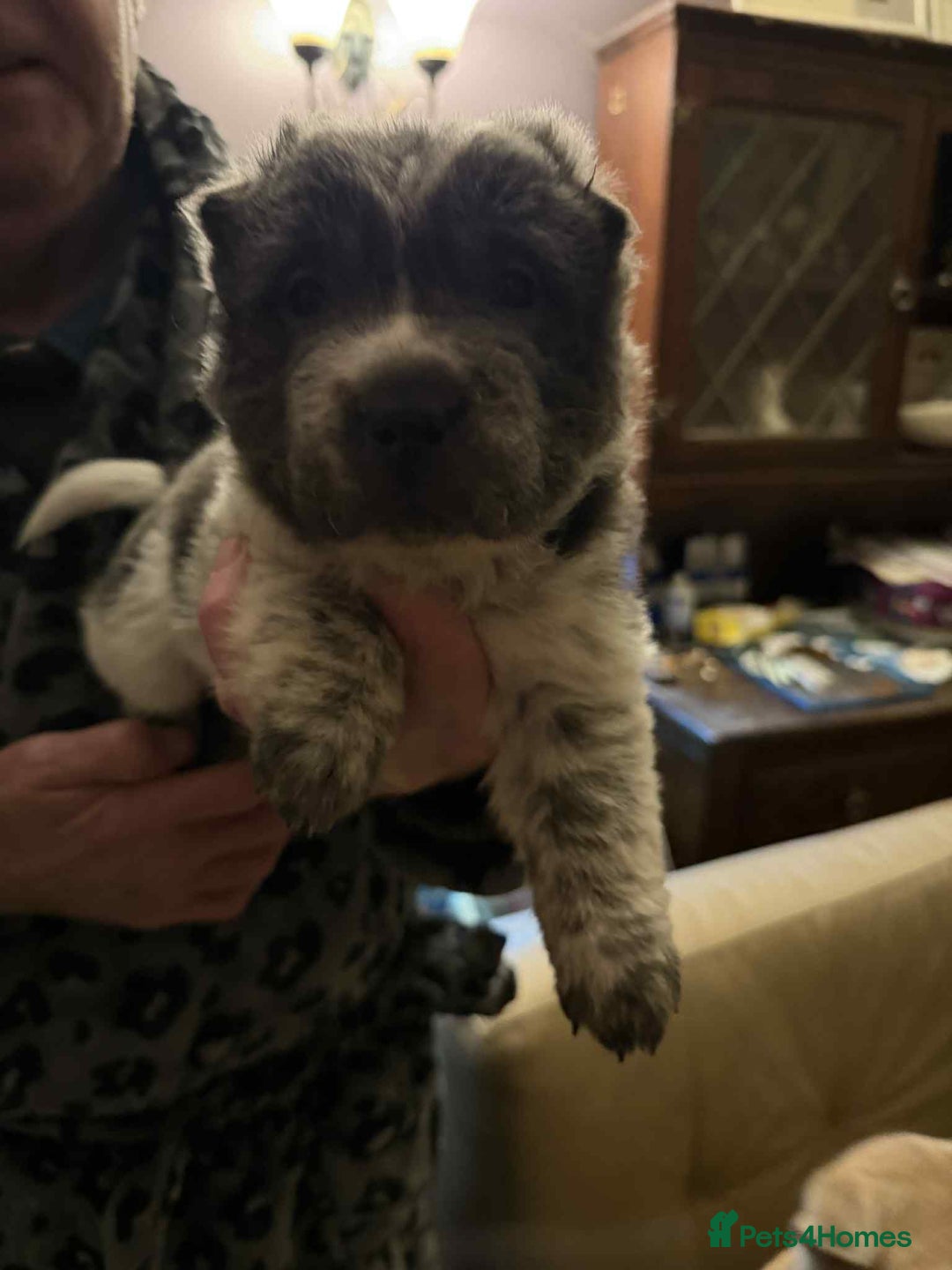 Shar Pei dogs for sale: 4 gorgeous bear coat shar pei puppies - Advert 10