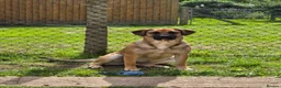 Mixed Breed dogs for sale: 11 month old female mixed breed  - Advert 1