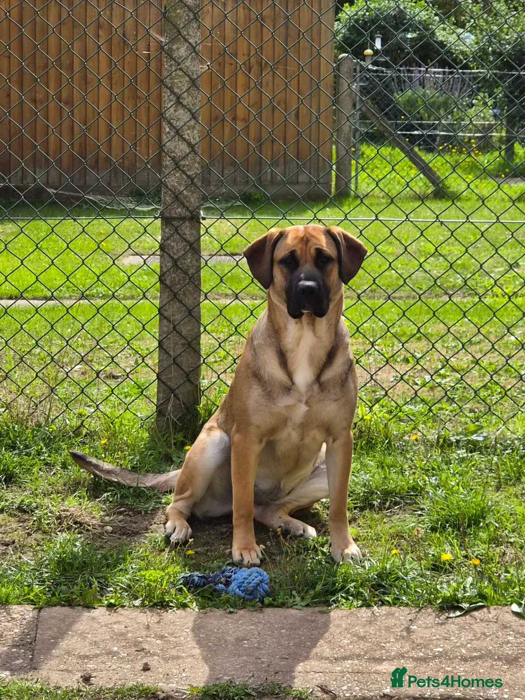 Mixed Breed dogs for sale: 11 month old female mixed breed  - Advert 1