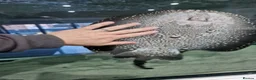 Other/Mixed Breed fish for sale: Sting ray - Advert 5