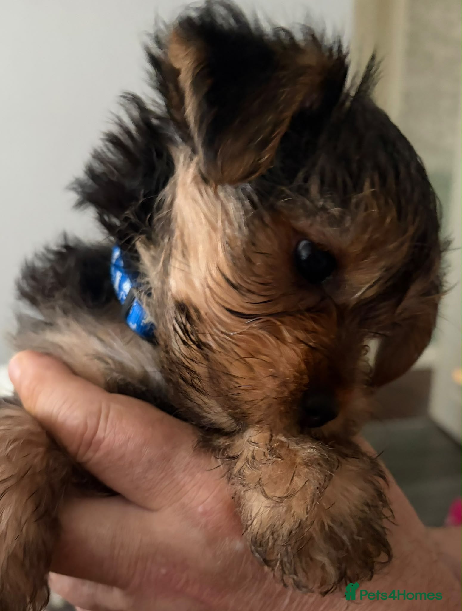 Yorkshire Terrier dogs for sale: yorkshire terrier puppys - Advert 3
