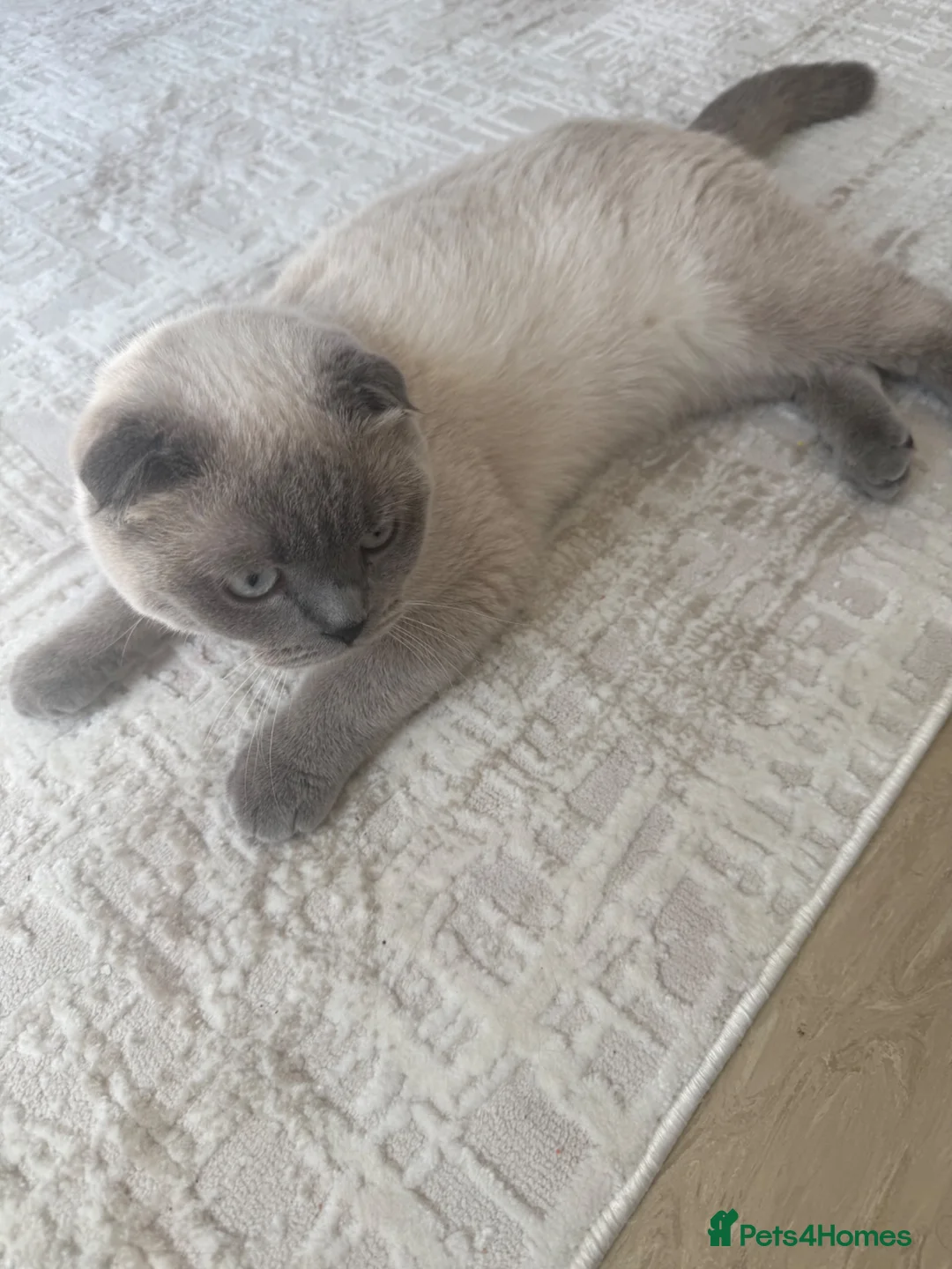 Scottish Fold cats for stud: Scottish fold  - Advert 5