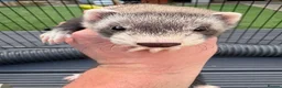 Ferret rodents for sale: Ferret kits for sale - Advert 6