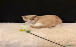 British Shorthair cats for sale: 💗 Gorgeous Full Pedigree BSH Trusted Breeder 💗 - Advert 3