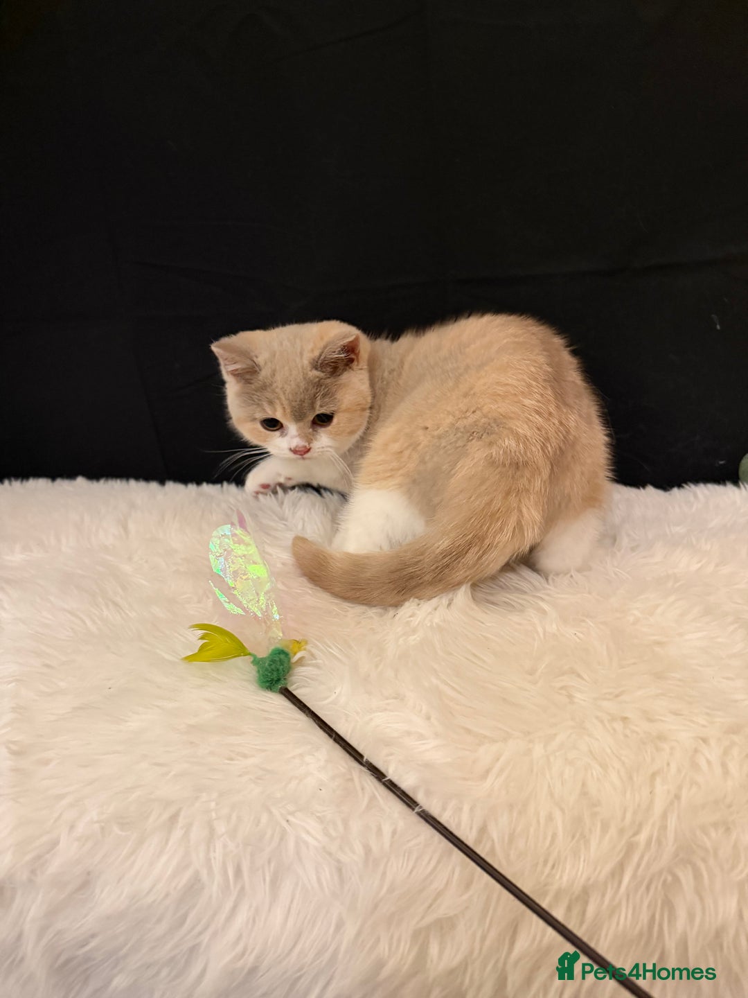 British Shorthair cats for sale: 💗 Gorgeous Full Pedigree BSH Trusted Breeder 💗 - Advert 3