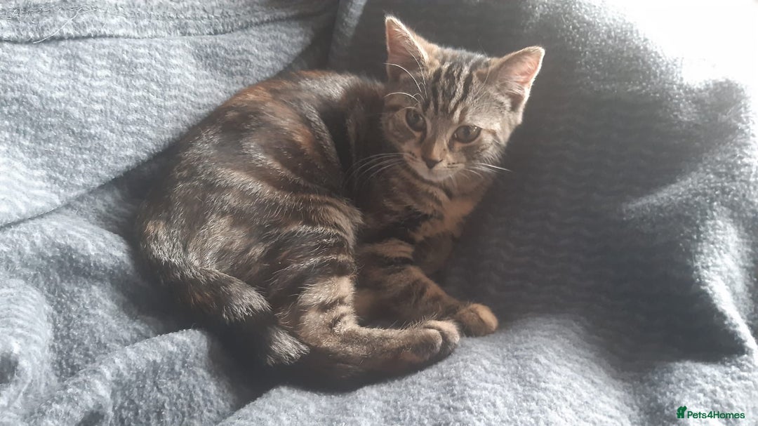 Mixed Breed cats for sale: Mollie and blackie  - Image 20