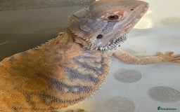 Dragon reptiles for sale: Female Leatherback Bearded Dragon - Image 4