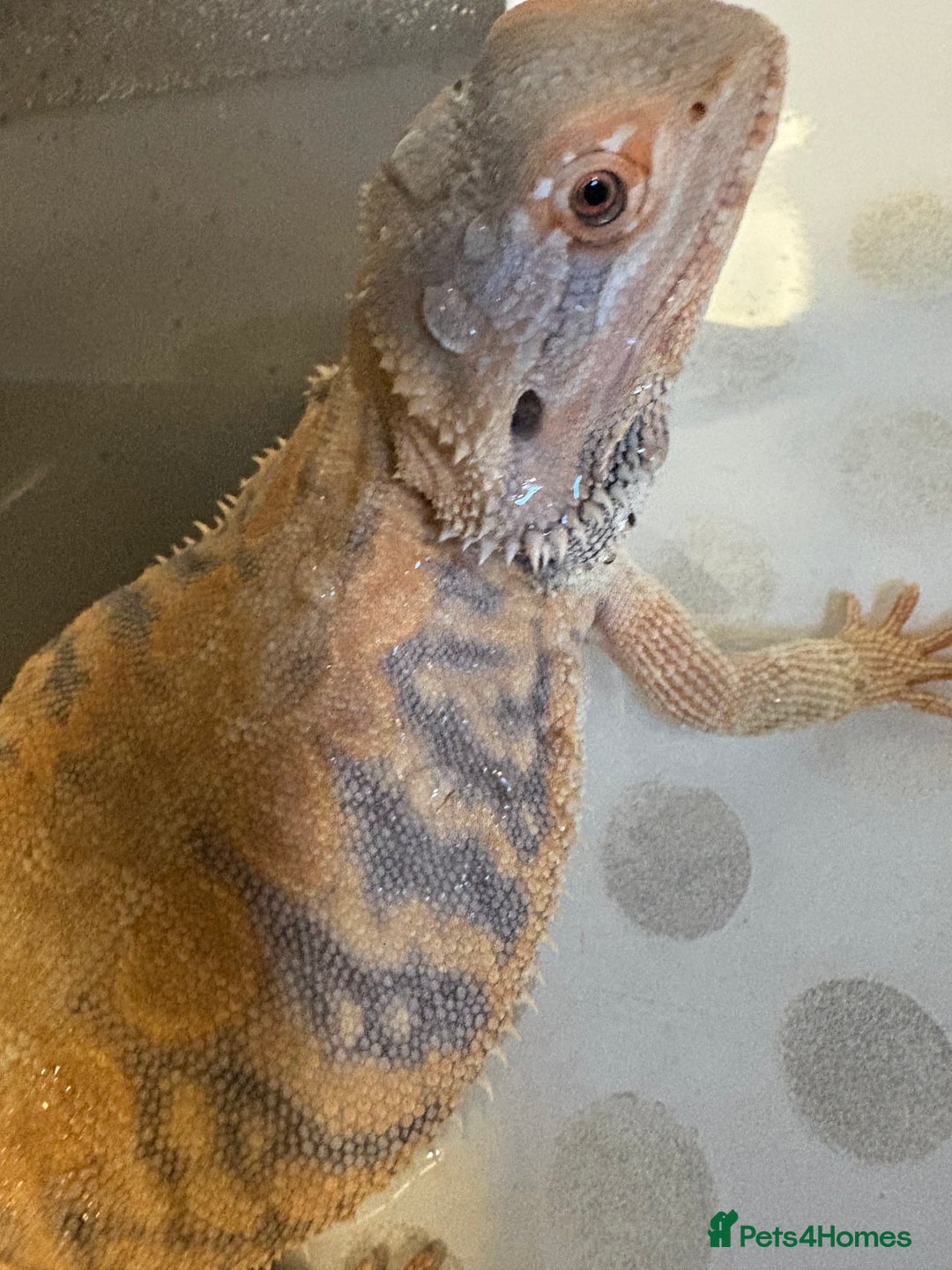 Dragon reptiles for sale: Female Leatherback Bearded Dragon - Image 4