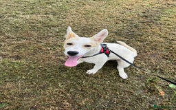 Mixed Breed dogs for sale: Jasmin - Image 1