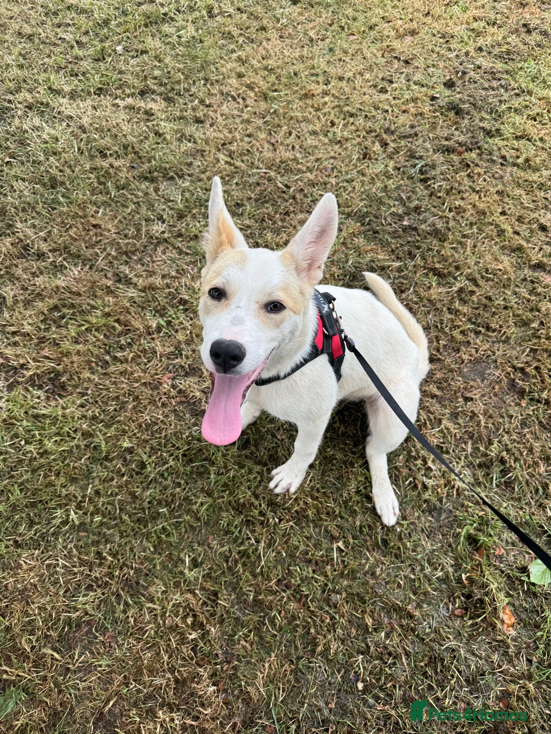 Mixed Breed dogs for sale: Jasmin - Image 1