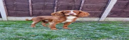 Cocker Spaniel dogs for sale: Stunning KC reg red working cocker pups - Advert 27
