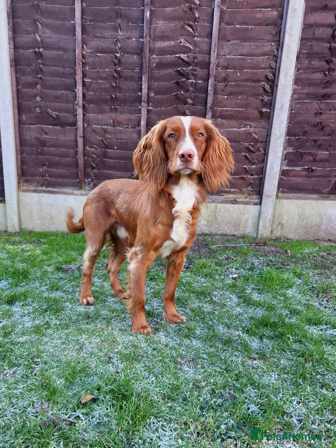 Cocker Spaniel dogs for sale: Stunning KC reg red working cocker pups - Advert 27