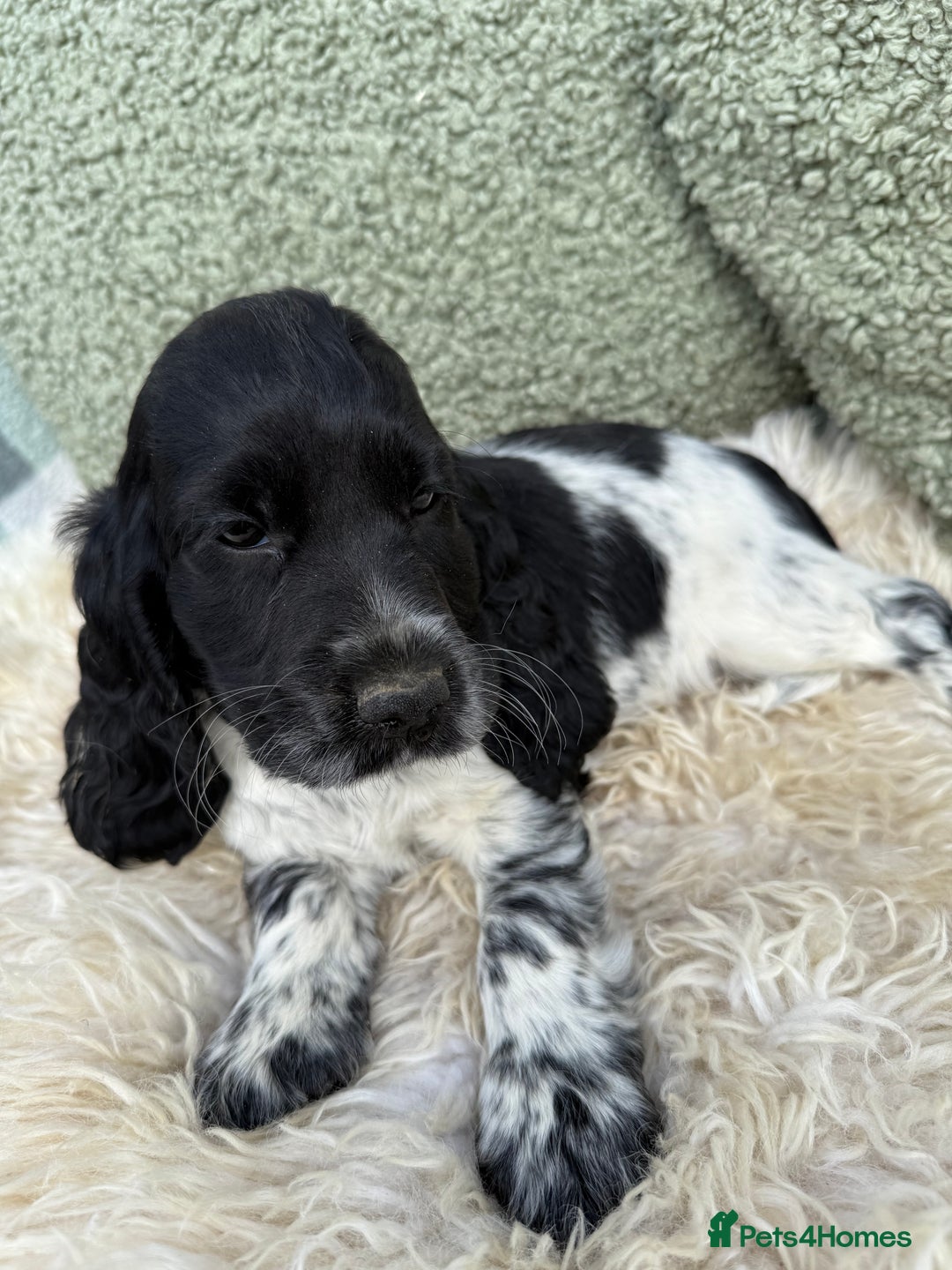 Cocker Spaniel dogs for sale: KC Registered Show Type Cocker Spaniels - Image 8