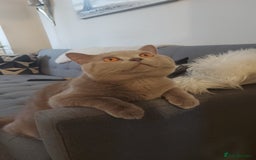 British Shorthair cats for stud: LILAC BOY GCCF Registered ready for Stud service  in Leigh - Image 9