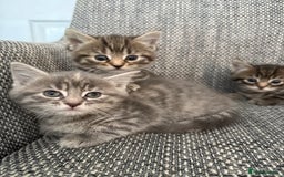 British Longhair cats for sale: Beautiful kittens by our stunning British longhair - Image 18