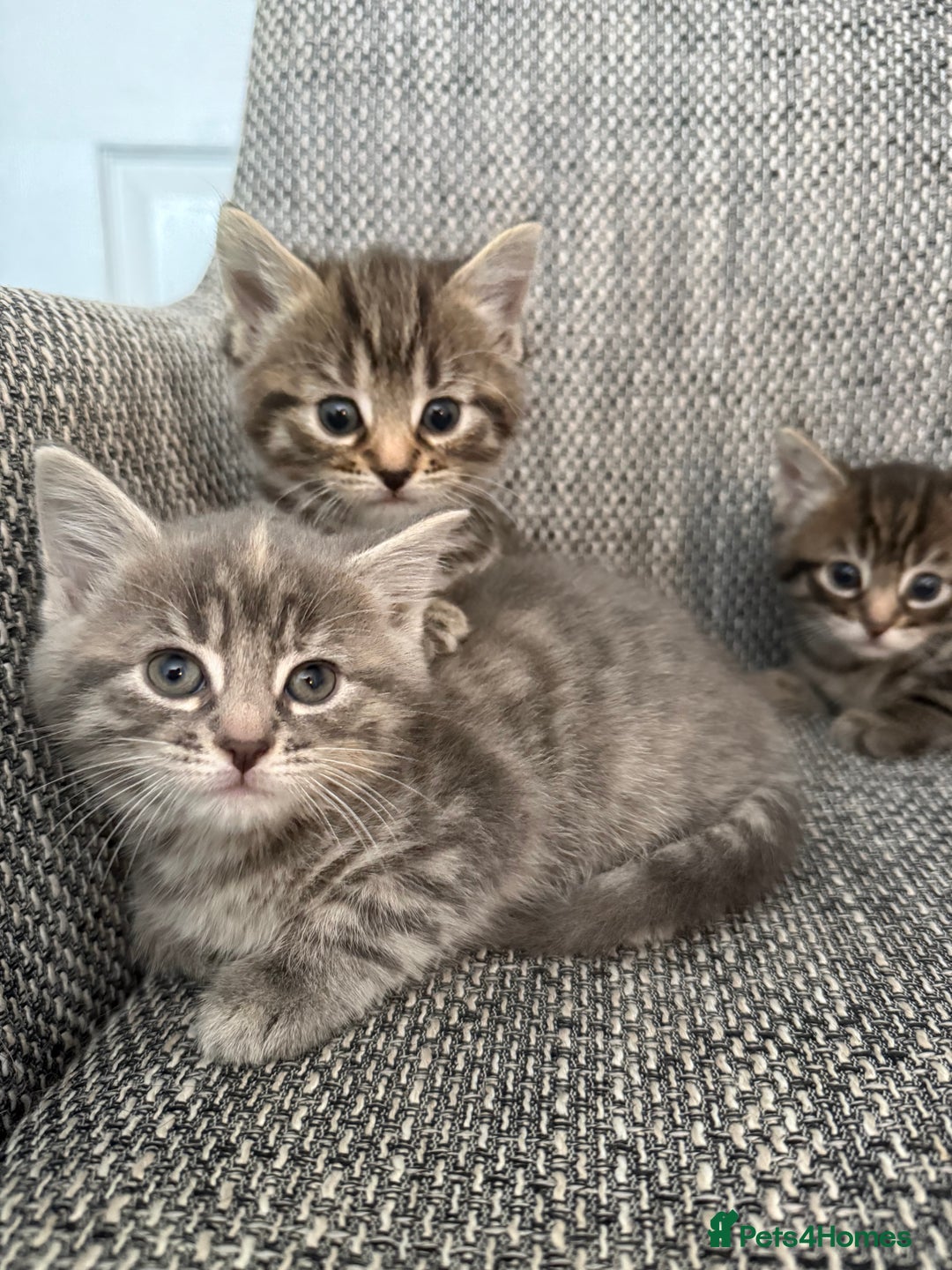 British Longhair cats for sale: Beautiful kittens by our stunning British longhair - Image 18
