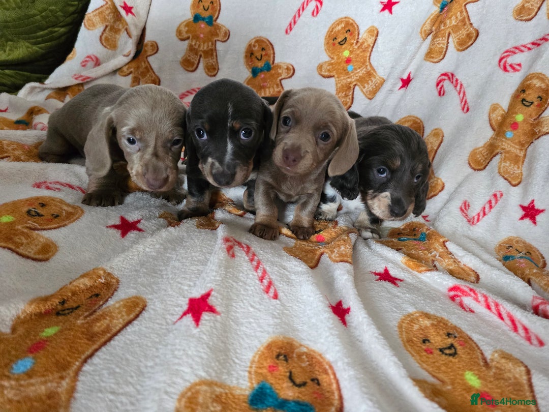 Dachshund dogs for sale: Short and long hair miniature dashund  - Image 1