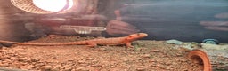 Dragon reptiles for sale: X2 bearded dragons and complete set up - Advert 2