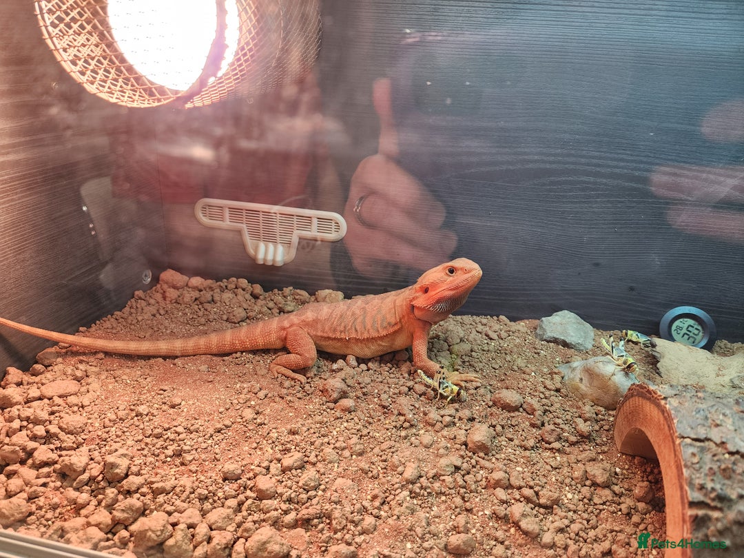 Dragon reptiles for sale: X2 bearded dragons and complete set up - Advert 2