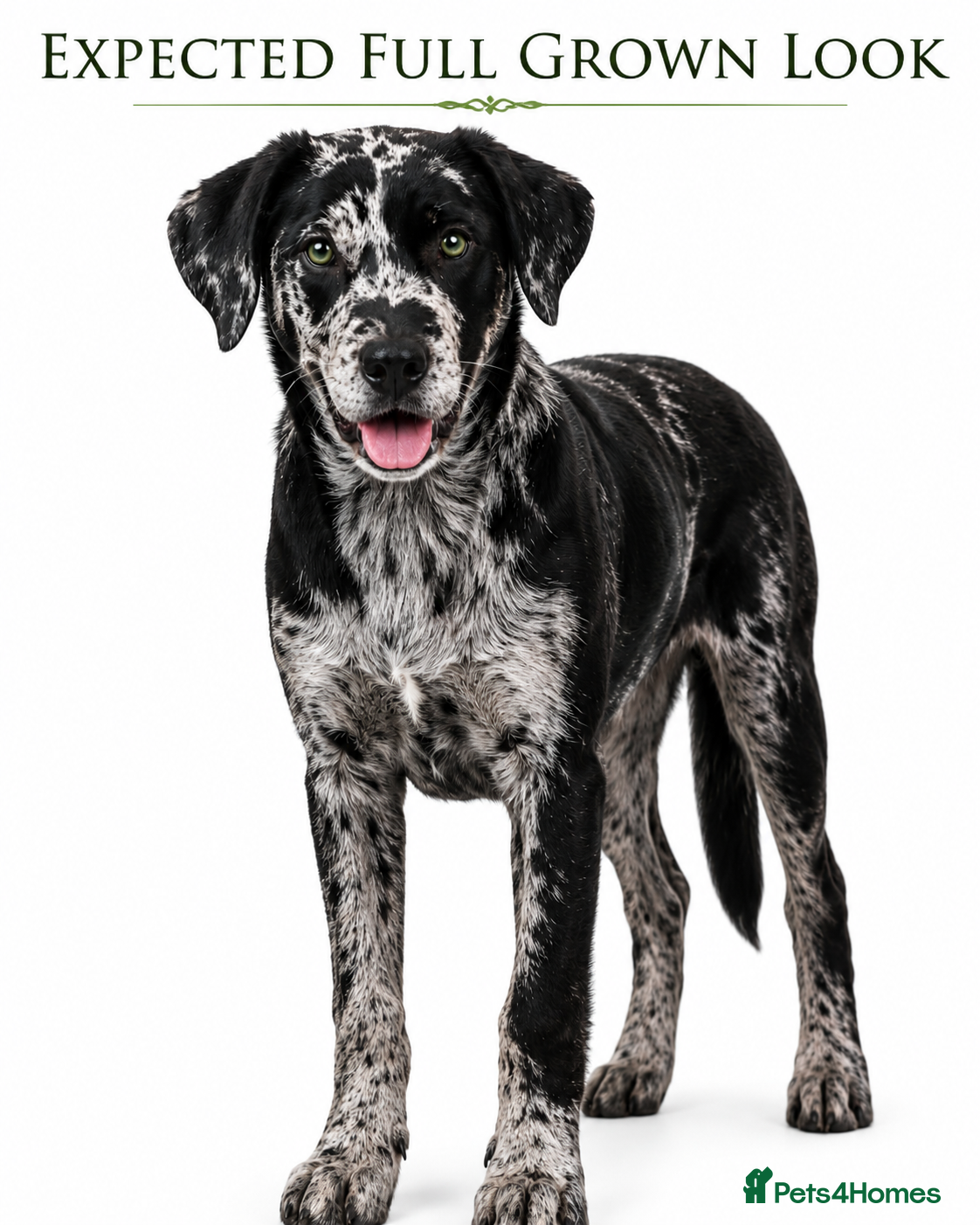 Mixed Breed dogs Border Collie- Blue Merle x Hungarian Vizsla  - Advert 2