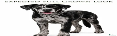 Mixed Breed Puppy 4