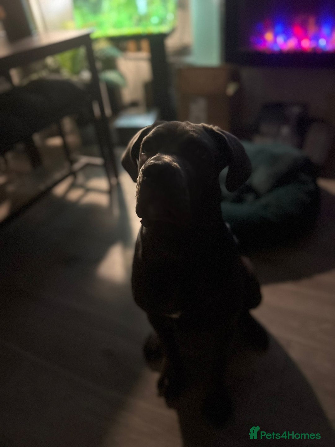 Cane Corso dogs for sale: 5month old blue female pup - Advert 2