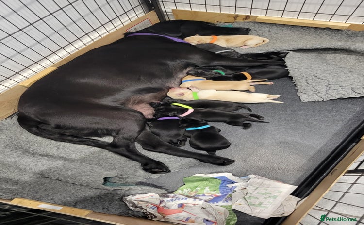 Labrador Retriever dogs - Advert 7