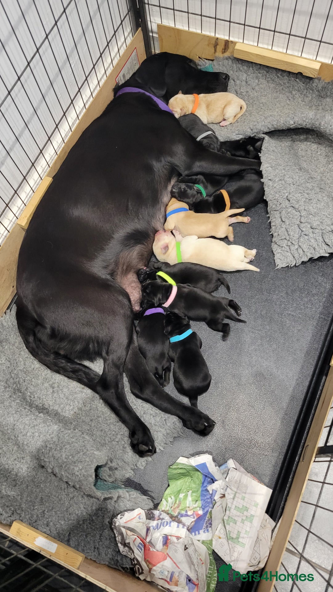 Labrador Retriever dogs for sale: We love Labradors! - Image 1