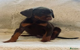 Dobermann dogs for sale: Doberman puppies  - Image 7