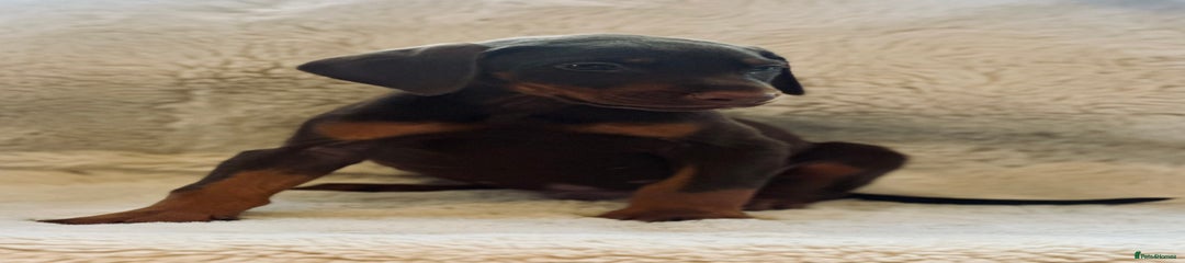 Dobermann Puppy 2