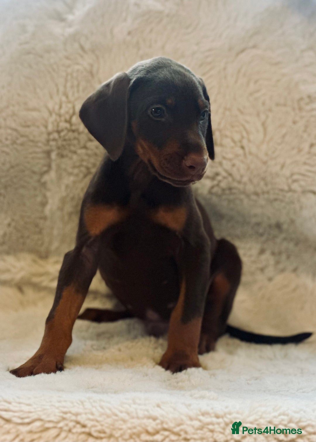 Dobermann dogs for sale: Doberman puppies  - Image 7