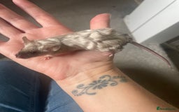 Mouse rodents for sale: 4 MALES LEFT* fancy mice  - Image 2