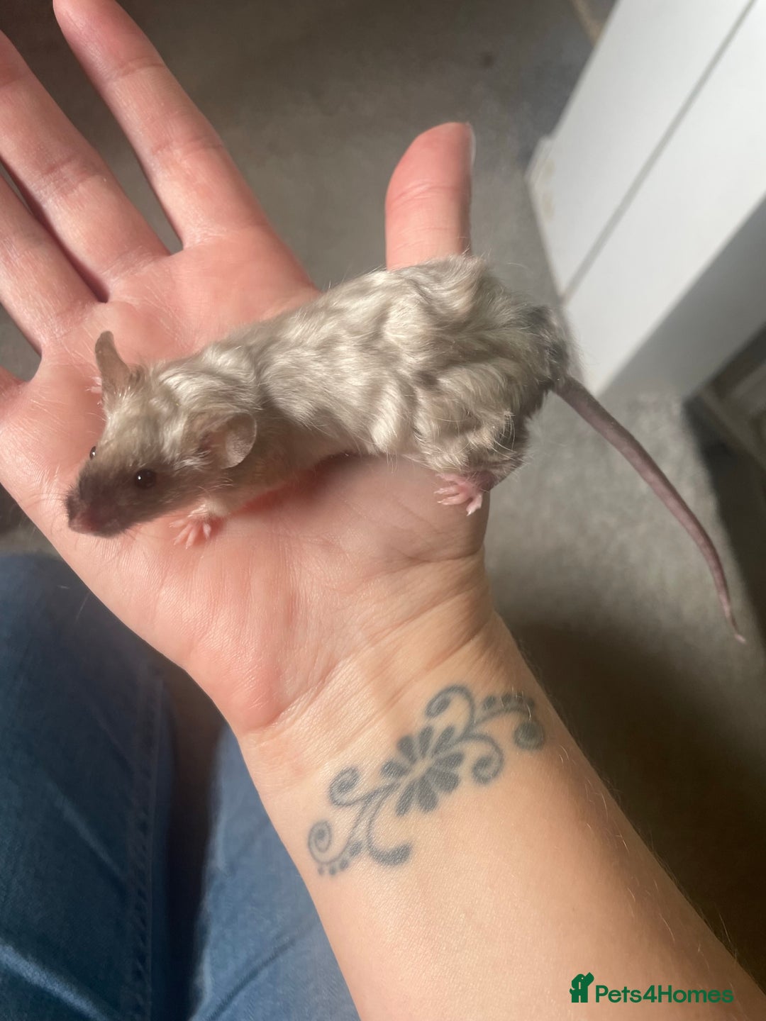 Mouse rodents for sale: 4 MALES LEFT* fancy mice  - Image 2