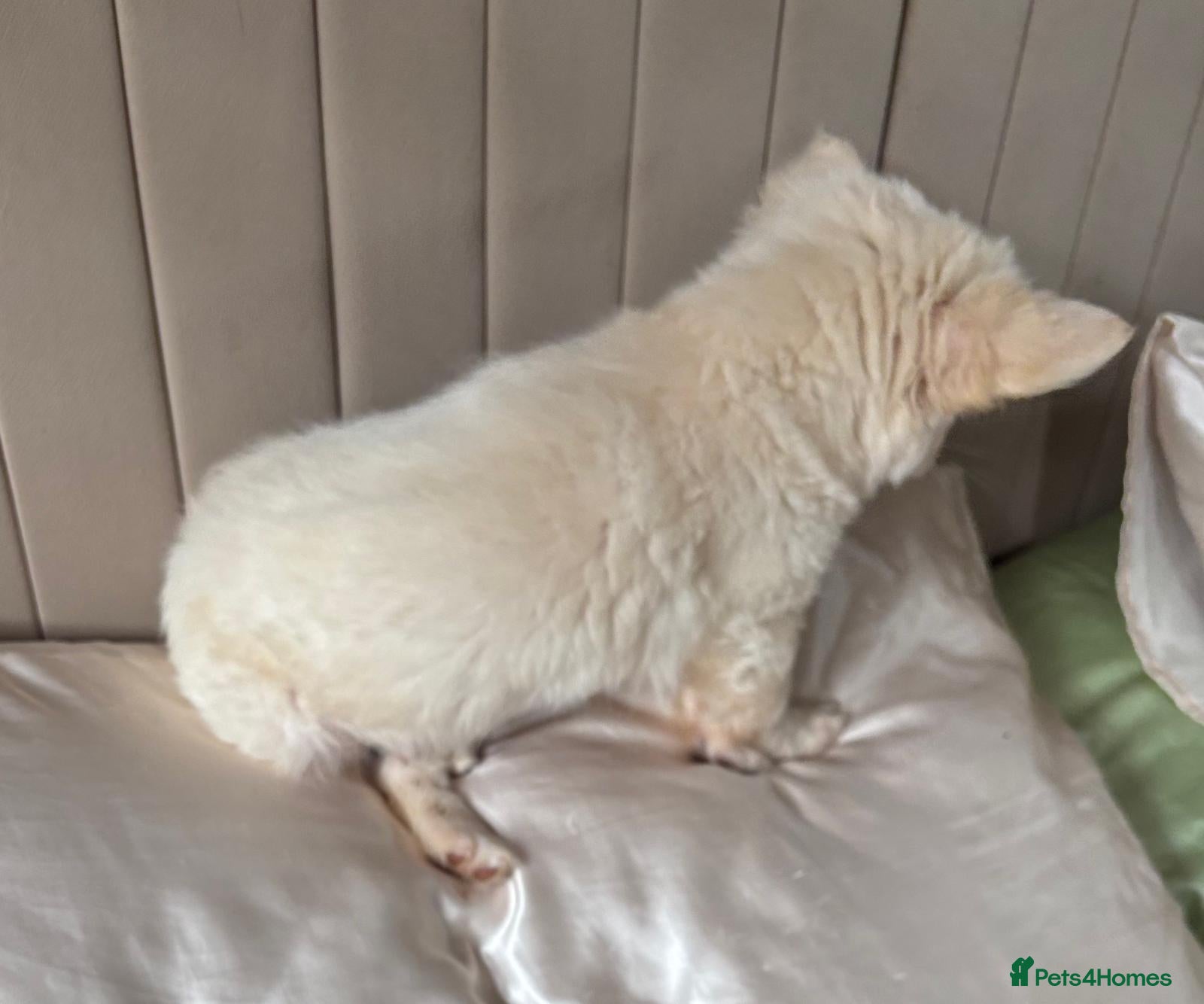 Chihuahua dogs for sale: Full Pedigree Chihuahua Puppy in Southampton - Advert 9