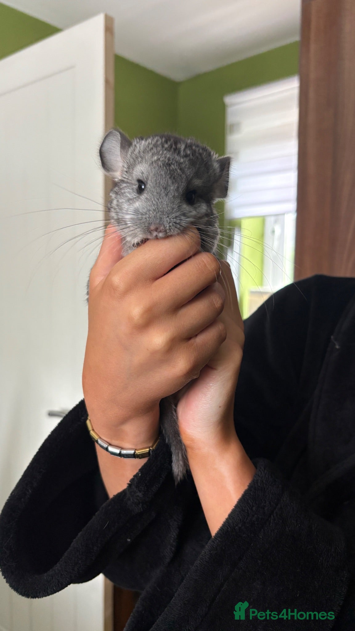 Chinchilla rodents Gorgeous baby Chinchillas  - Advert 13