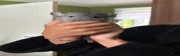 Chinchilla rodents for sale: Gorgeous baby Chinchillas  - Advert 1