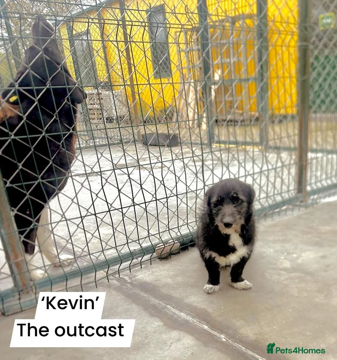 Mixed Breed dogs for adoption: Kevin, 11 months approx. Available for adoption. - Advert 2