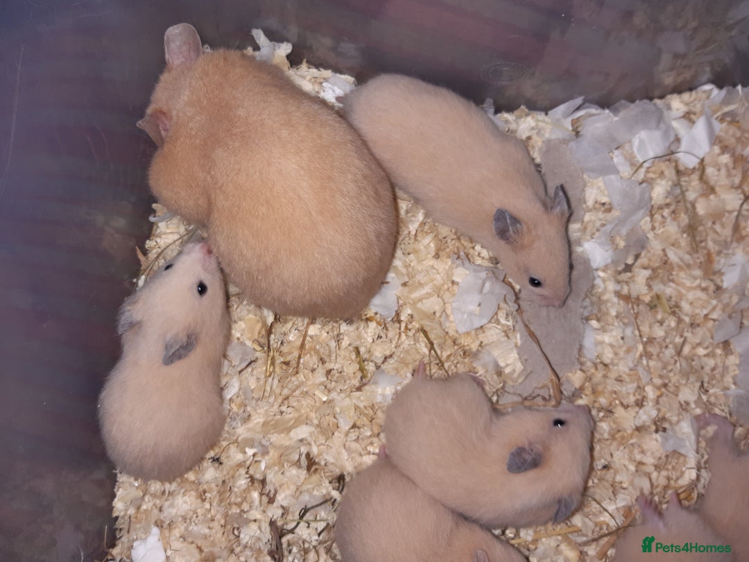 Hamster rodents for sale: Baby Syrian hamsters ready now  - Image 7